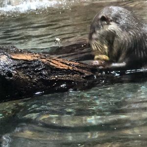 Meet your Posher, Nathan